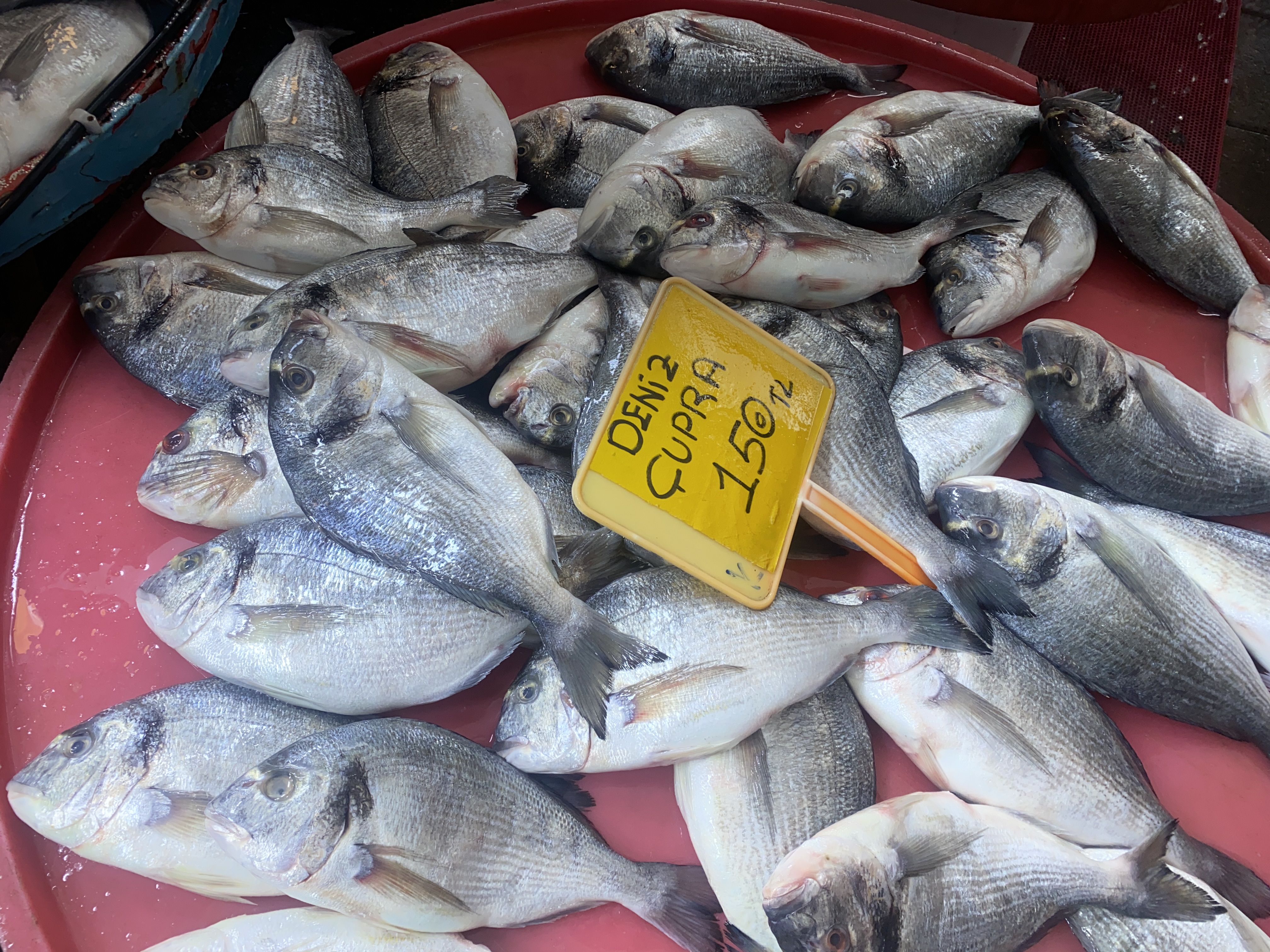 CUMPA’da bu hafta balık fiyatları