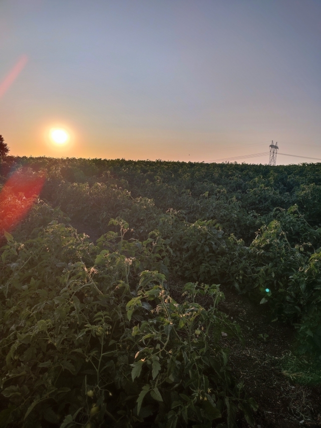 Hacıpehlivan domatesleri sofralara geliyor!