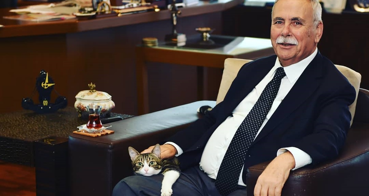 Barış Kedi 3 Yaşında