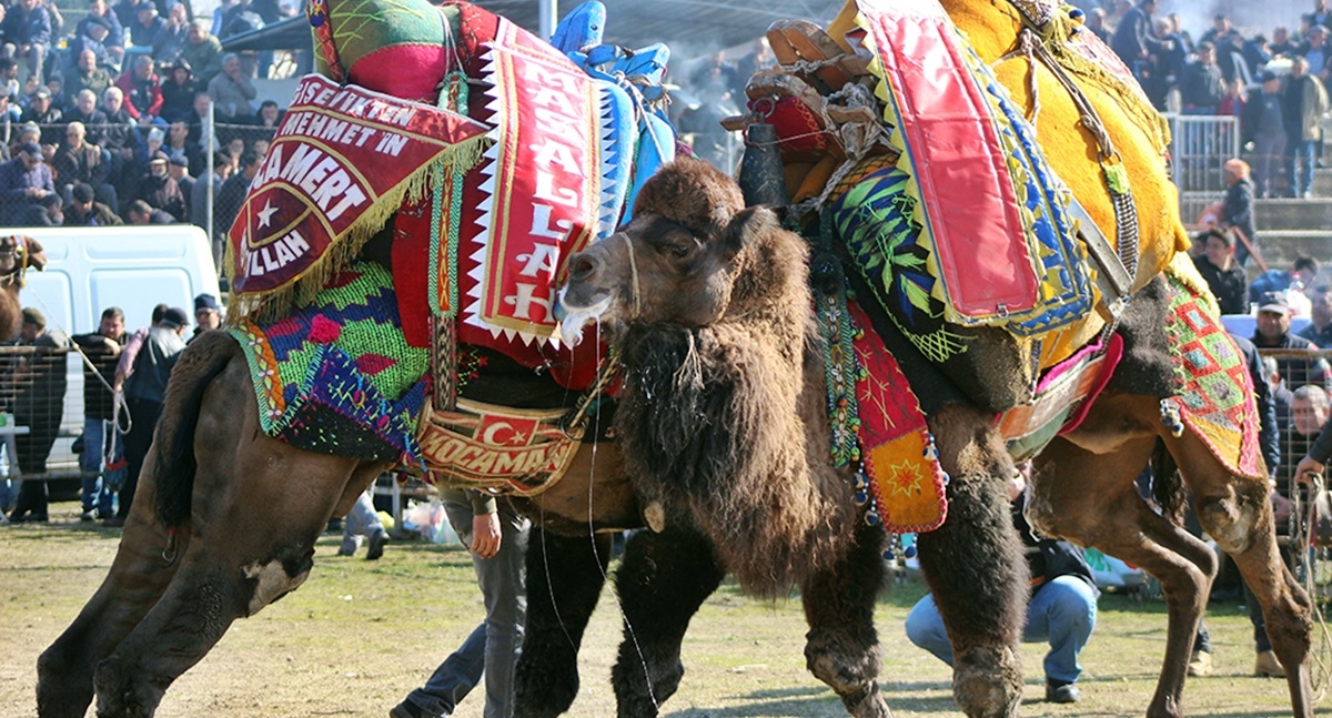 Deve Güreşleri Festivali nefes kesti