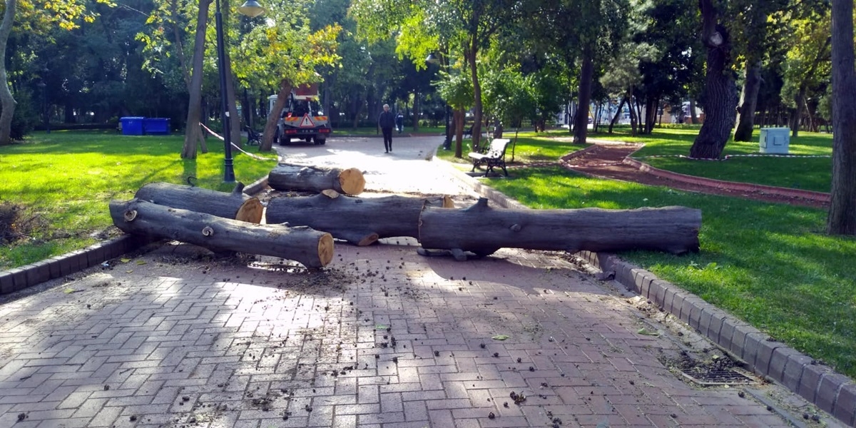 Halk Bahçesi’nde ağaç kesimi