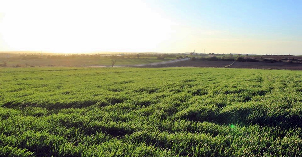 “Her şey bir tohumla başlar”