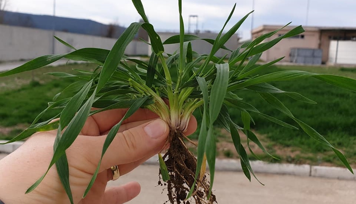 Atalık tohumlar büyüyor