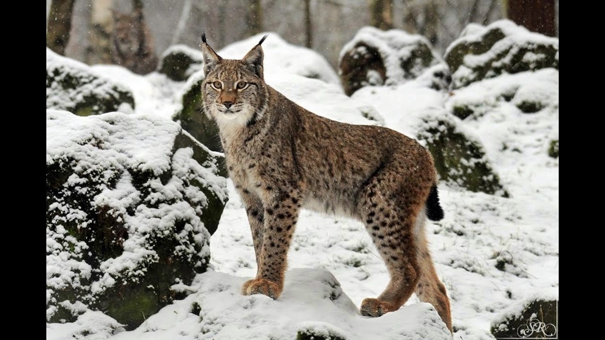 Vahşi hayvanlar foto kapan ile izlenecek