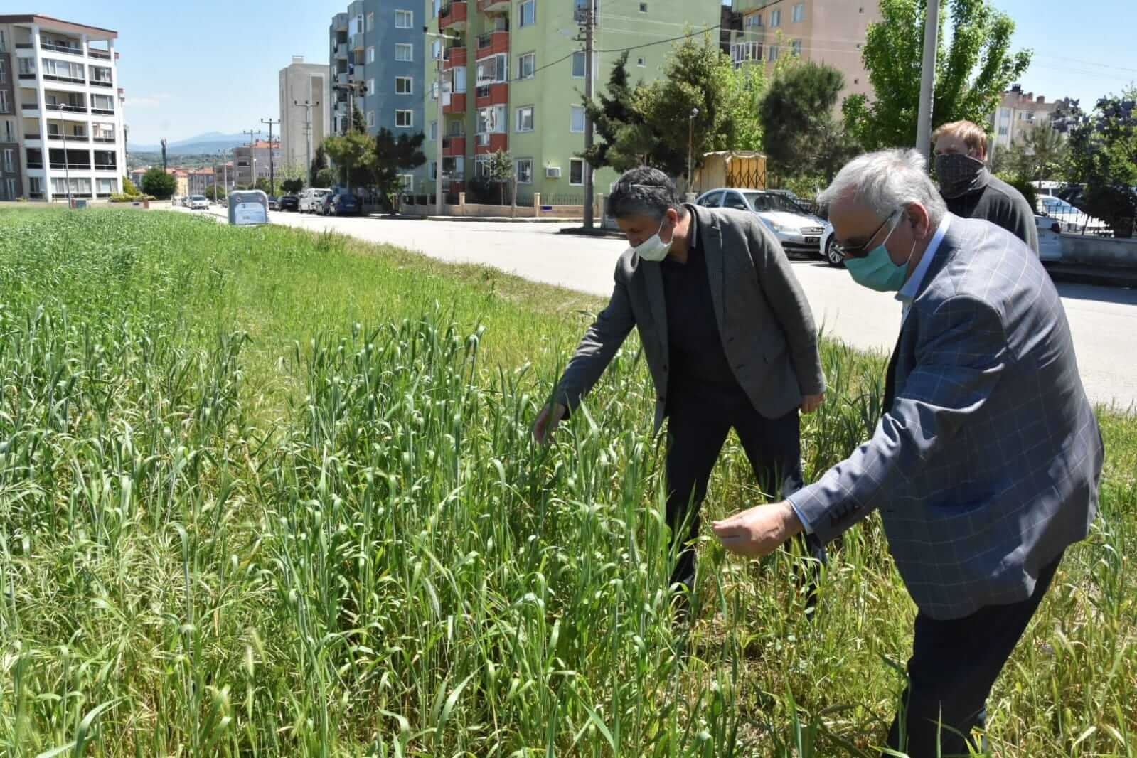 Başkan başakları inceledi