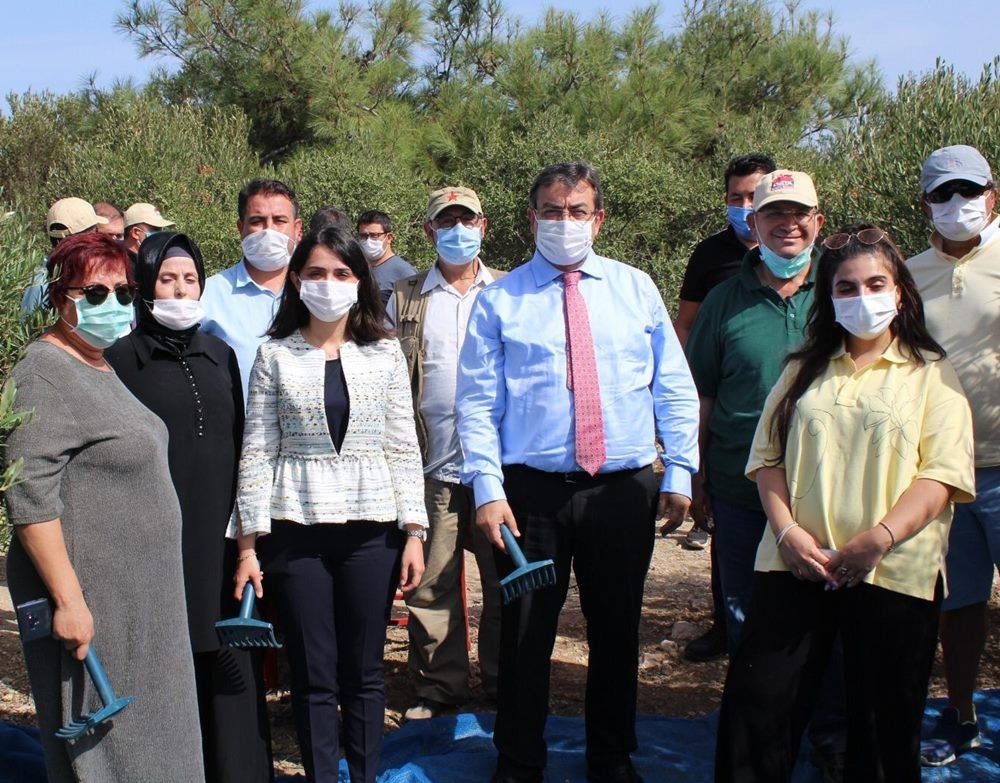 Bozcaada'da zeytin hasadı