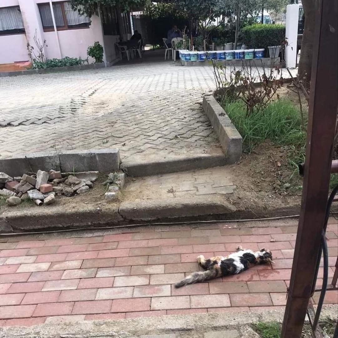 Ne istiyorsunuz bu masum canlardan?! Lapseki’de kedi katliamı