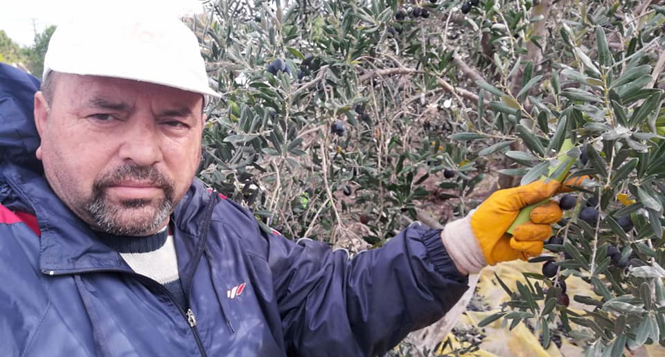 Zeytinleri topladı