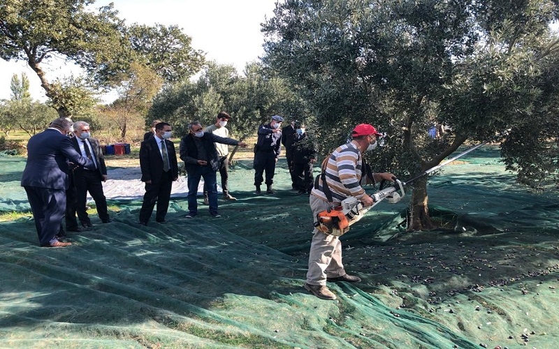 Vali Aktaş zeytin topladı