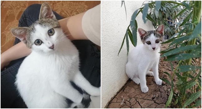 Pamuk kayıp!