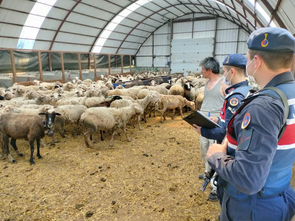 Hayvan hırsızı yakalandı