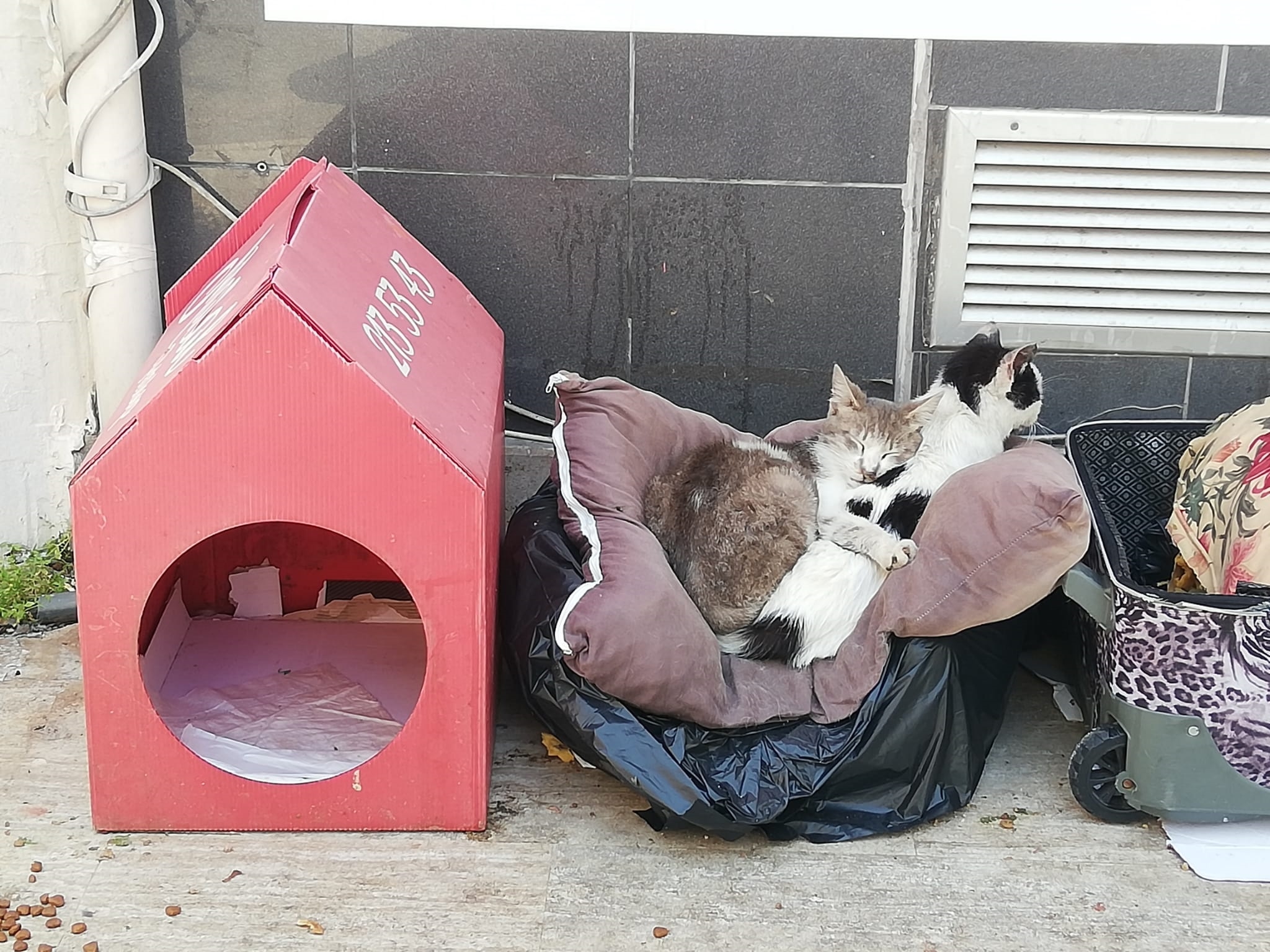 Kedi aşkı!
