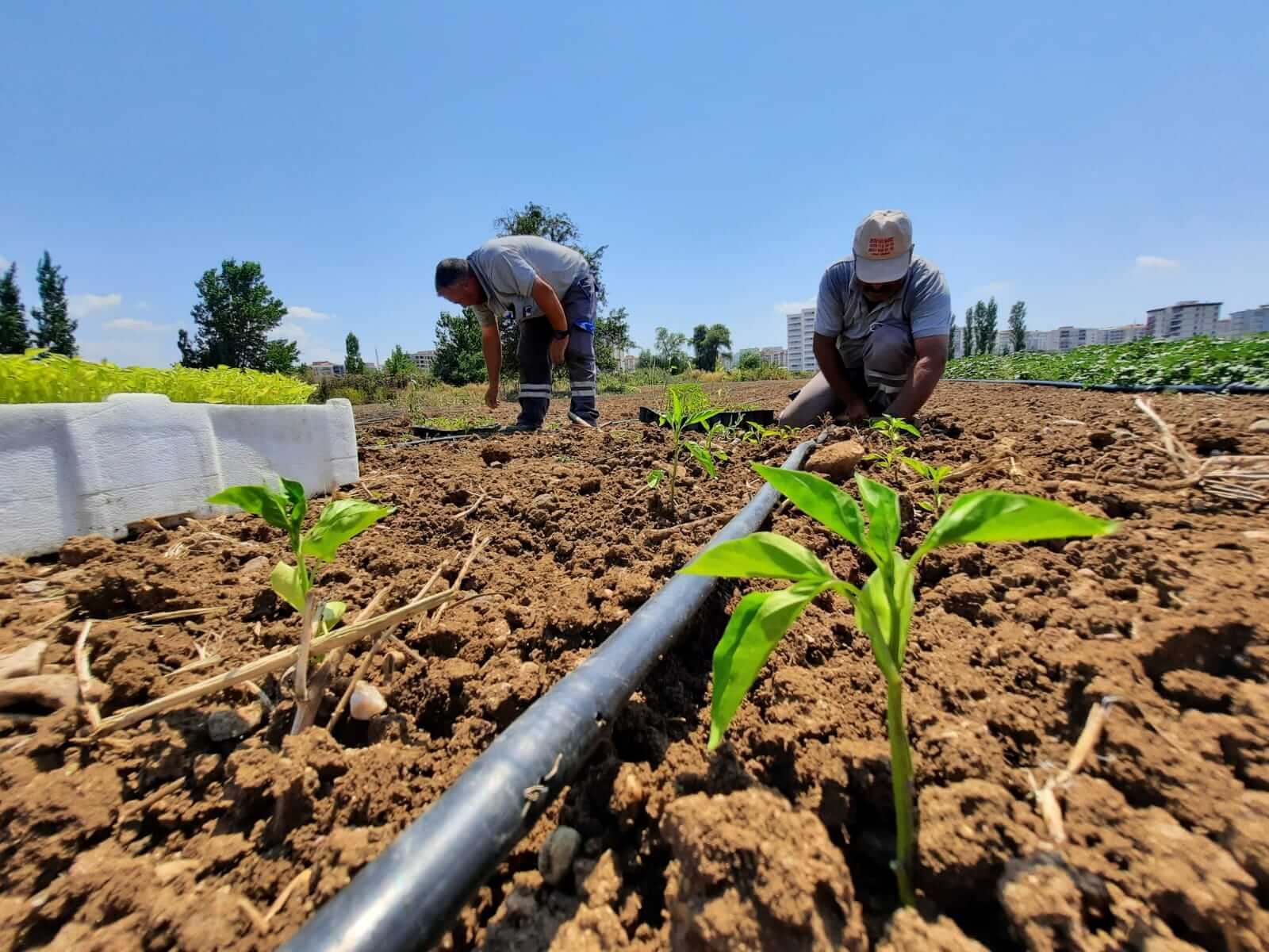 Kapya biberi fideleri toprakla buluşturuldu