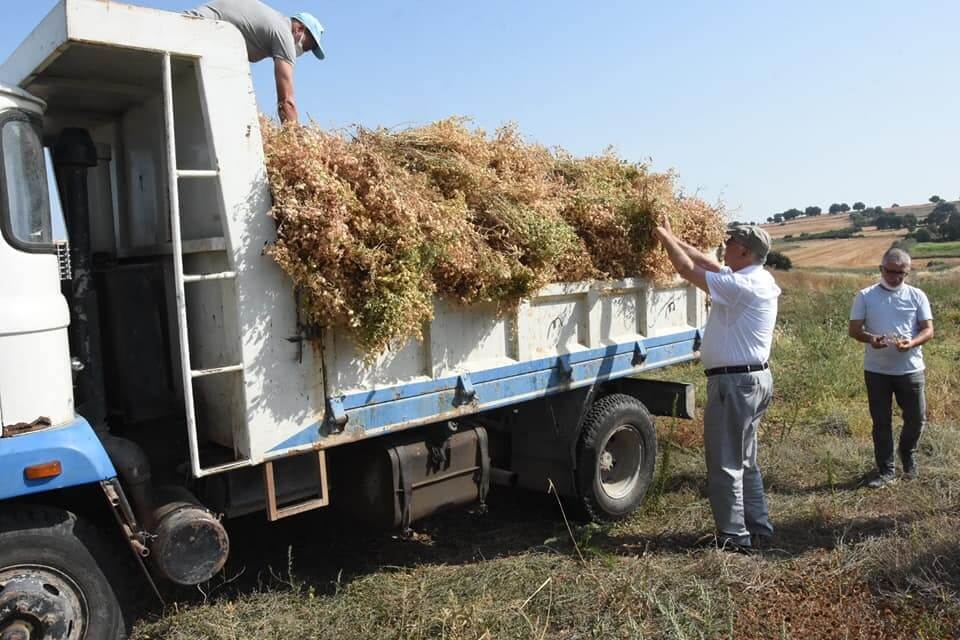 Atalık nohutların hasadı gerçekleşti