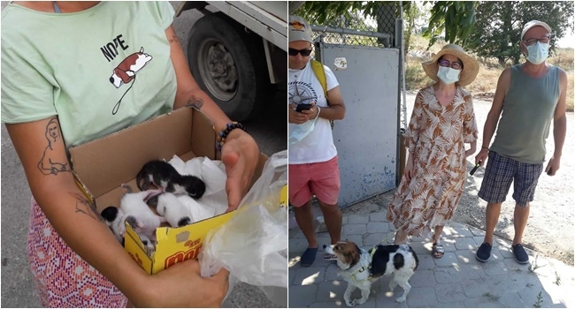 14 köpek ve 5 kedi yuvasına kavuştu