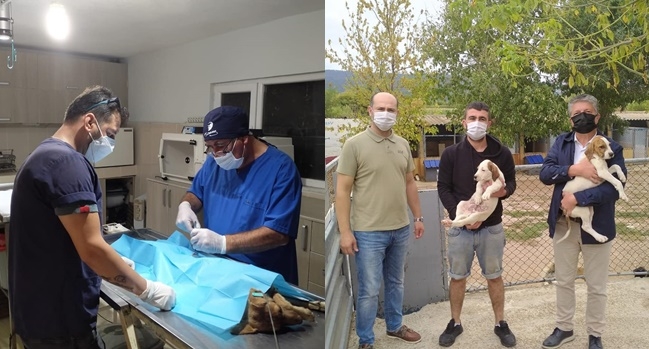 Kısırlaştırma ve sahiplendirme işlemleri devam ediyor