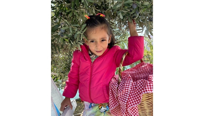 Zeytin topladılar