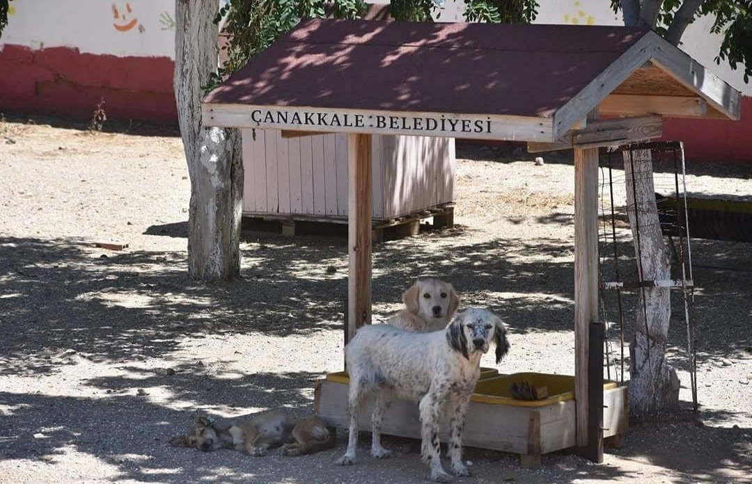 “Sokak hayvanları sahipsiz değildir”