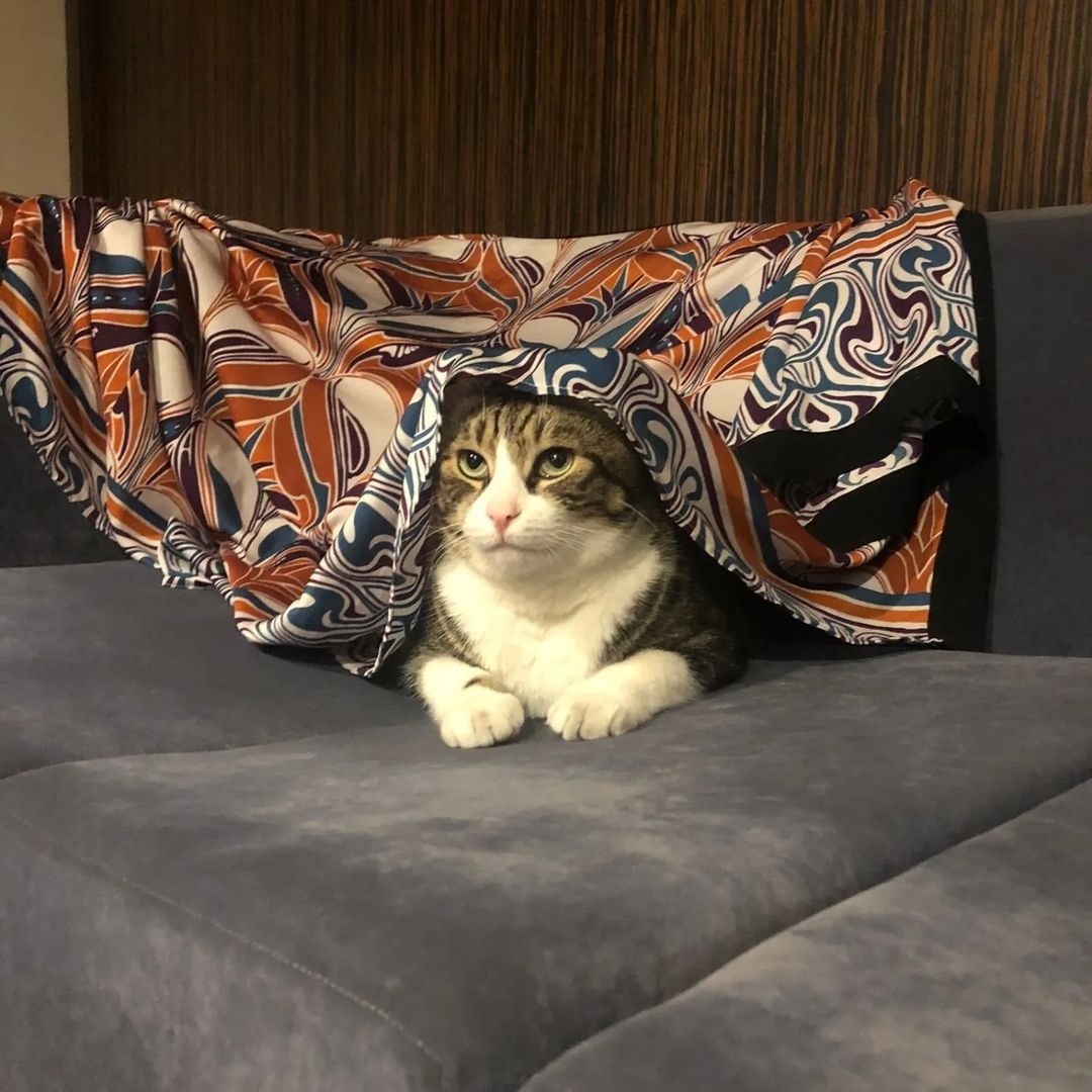 “Sokaktaki canları sarıp sarmalayın”