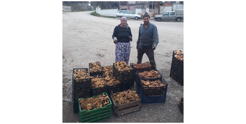 Rekor kırdılar: 350 kilo mantar topladılar