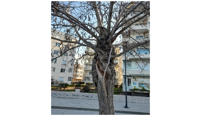 “Bir kedi gördük sanki”