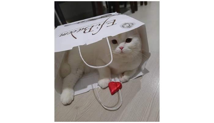 Kedisiz ‘Sevgililer Günü’ mü olur?