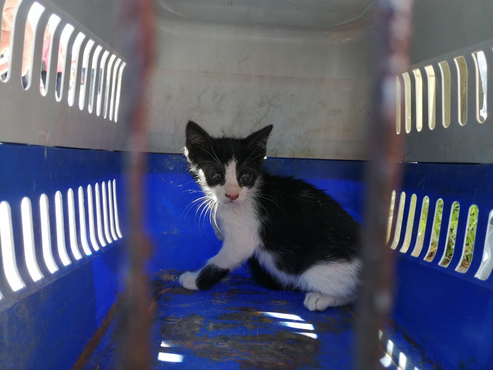 Minik kedi kurtarıldı (Video)