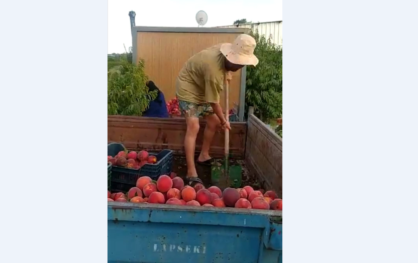 “Üretici yine kahroldu” (Video)