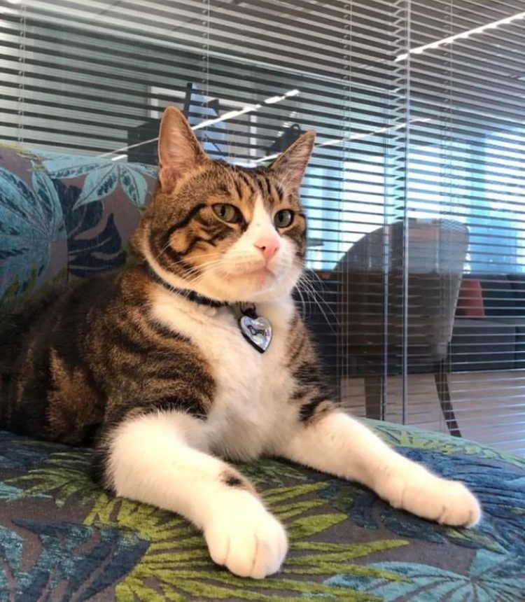 Barış Kedi’den sevimli paylaşımlar