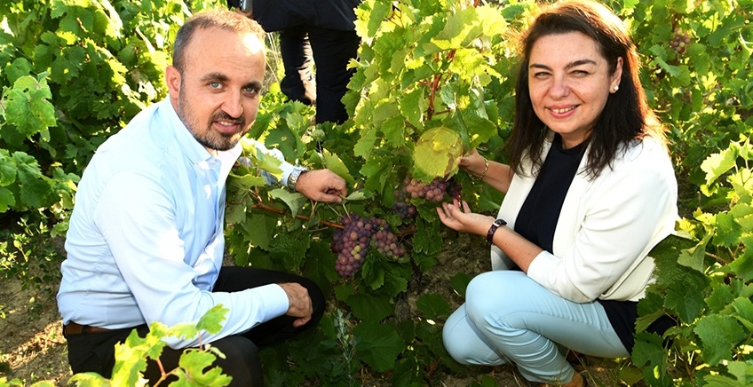 Bağlarda uygulamalı budama eğitimi
