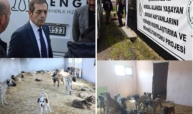 10 bine yakın sokak hayvanı tarandı