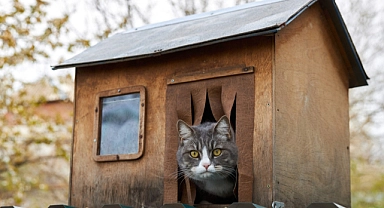 Kedi evi yapmak hiç de zor değil