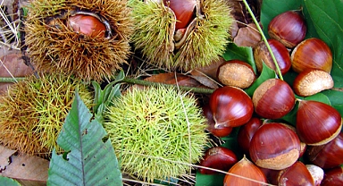 Kazdağları köylünün geçim kaynağı