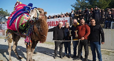 Bayramiç’te Deve Güreşi Festivali düzenlendi