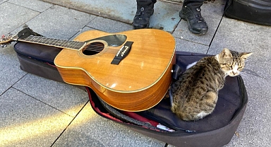 Çanakkale'de kedi gitar çantasında uyuyakaldı