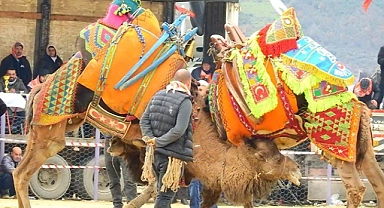 Deve güreşleri festivali 7 ocakta