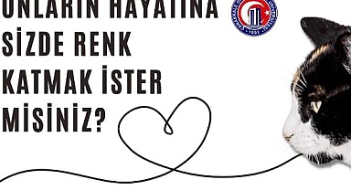 Kedi Köyü’nde kulübeler boyanacak