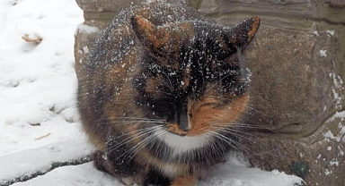 Minik dostlarımız için kedi evleri yapmaya ne dersiniz?
