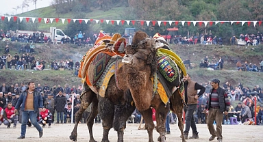 ‘’Geleneksel folklorik deve güreşi festivali’’ yapıldı