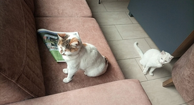 Hayvan dostu işletme: Alev emlak