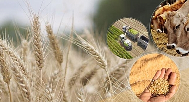 Hububat desteği çiftçi hesaplarına yatırılıyor!