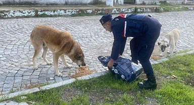Jandarma sokak hayvanlarının yanında