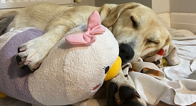 Köpek bakımında dikkat edilmesi gerekenler