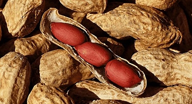 Protein deposu yer fıstığı