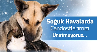 Soğuk havalarda patili dostlara yardım