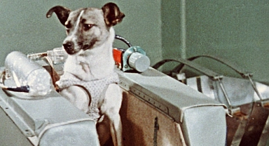 Uzaya çıkan ilk canlı: Laika'nın hikayesi