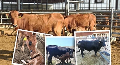 Yerli sığırlarda halk elinde ıslah projesi başladı