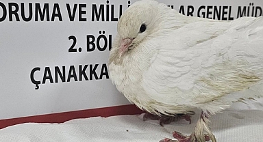 Çanakkale'de evcil güvercin tedavisi tamamlanarak ömürlük bakılacağı yuvasına kavuştu