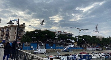 Çanakkale'de martılar renkli görüntü oluşturdu