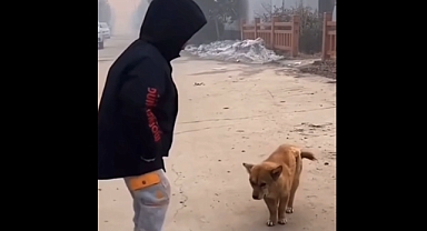 Horon oynayan köpek sosyal medyada gündem oldu (videolu)